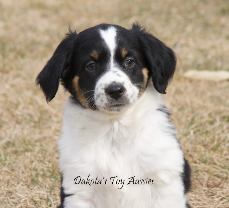 dakota toy aussies barkley