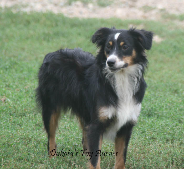 dakota toy aussies mrdarcy1