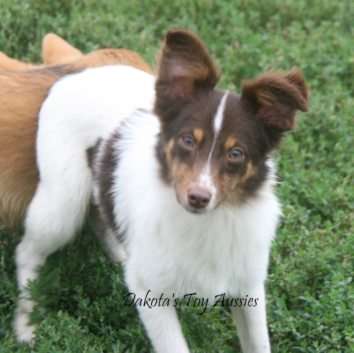 dakota toy aussies river1