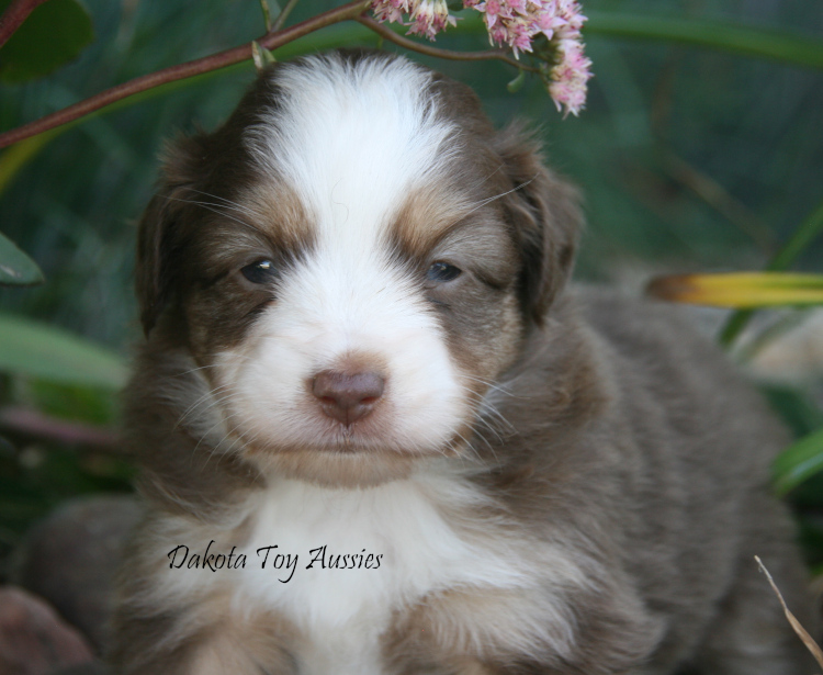 dakota toy aussies w38