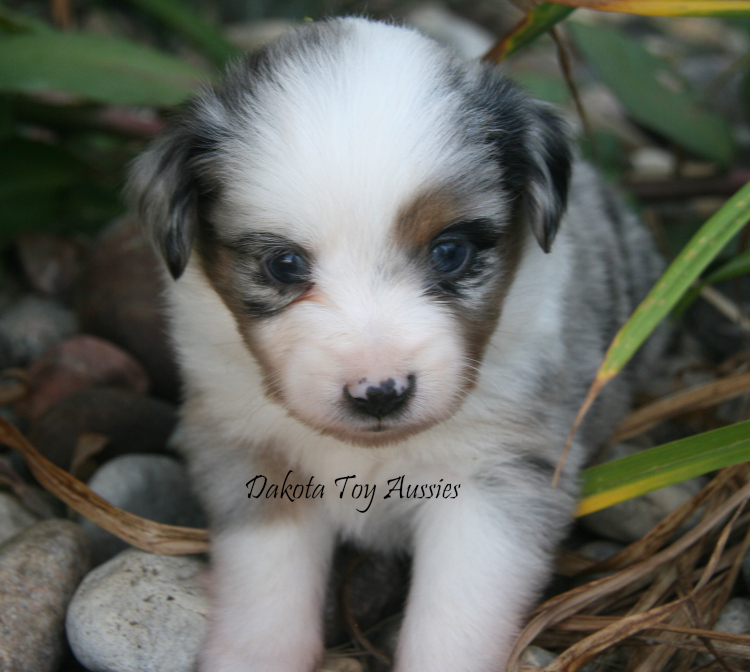 dakota toy aussies w40