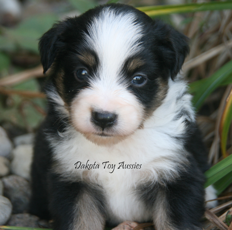 dakota toy aussies w41