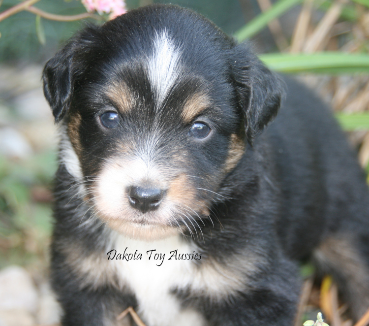 dakota toy aussies w42