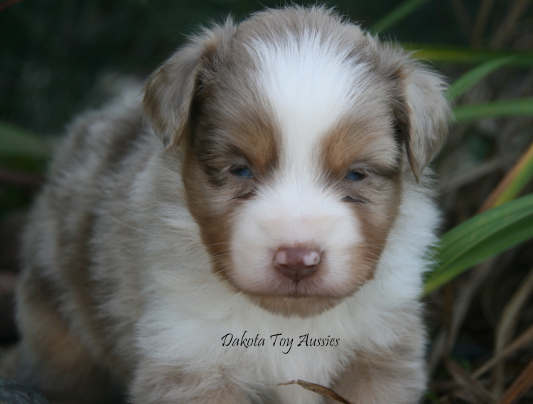 dakota toy aussies w43