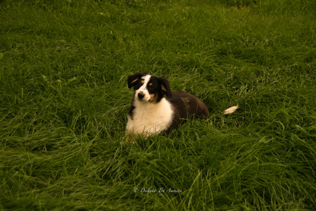 auggies + aussies 9