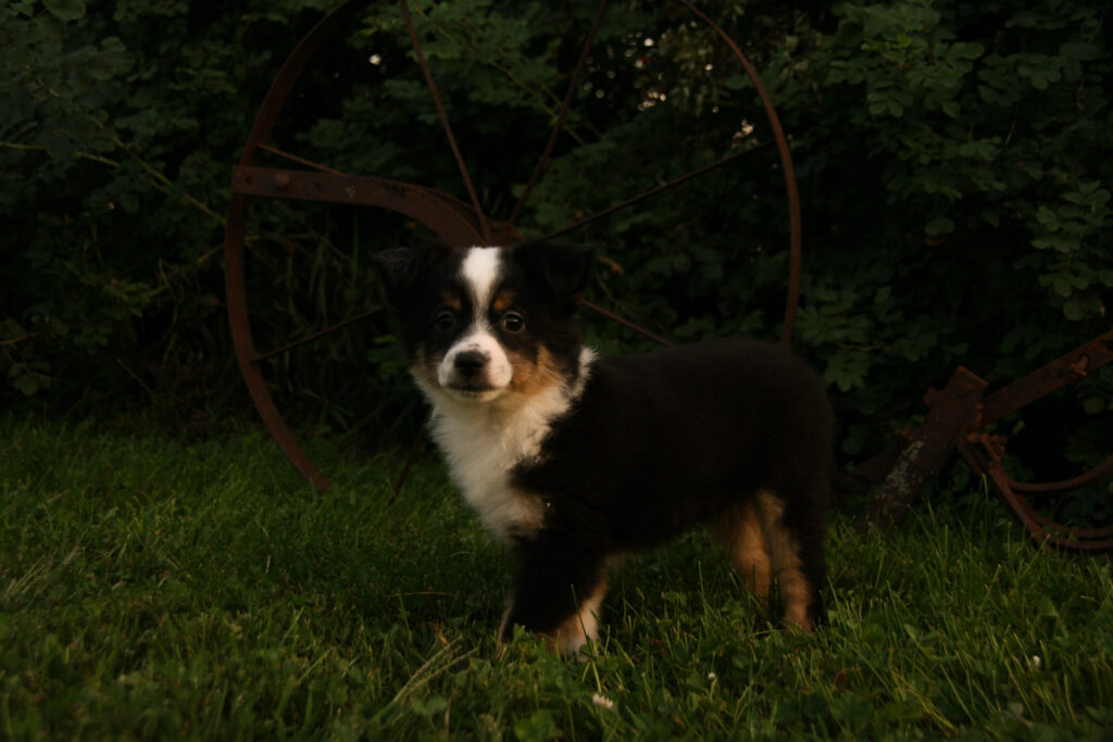 fallon pups 2