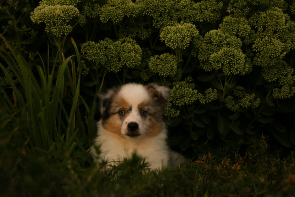 fallon pups 5