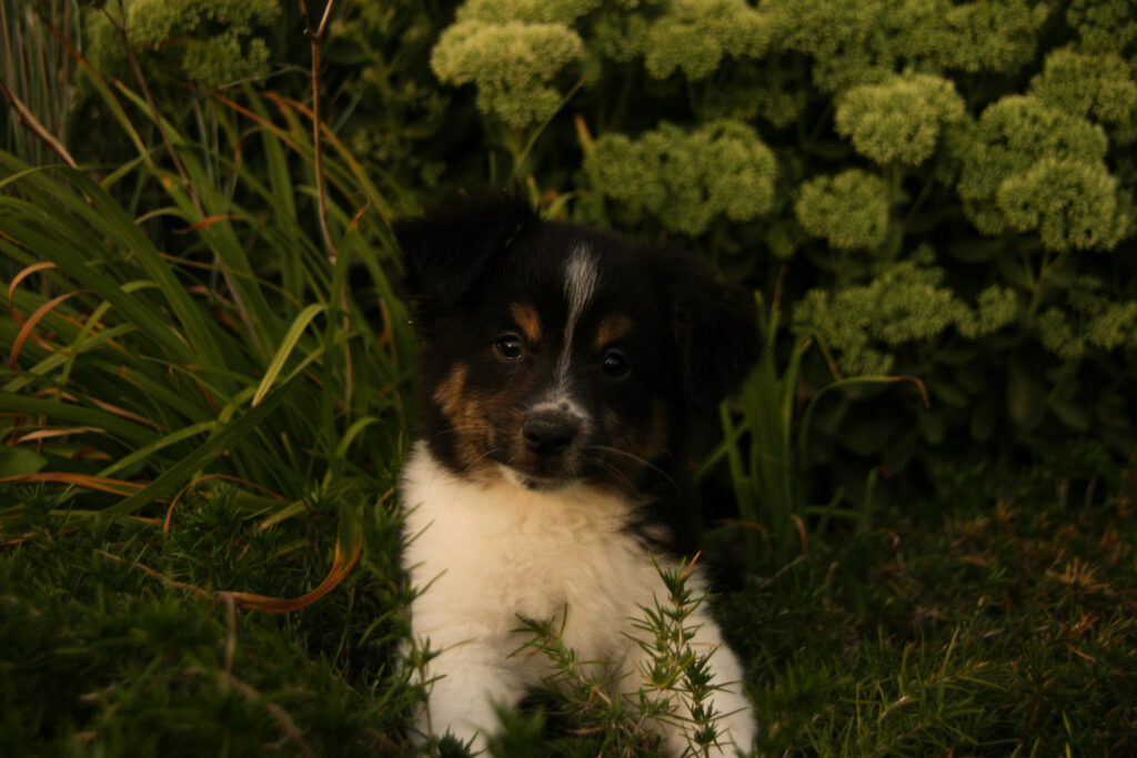 fallon pups 7