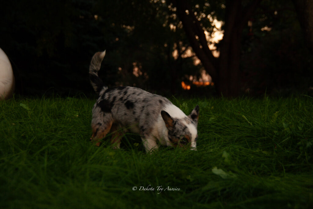 last of the pups