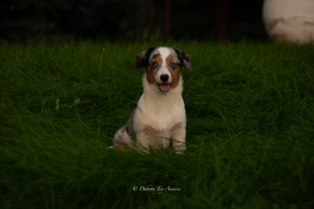 last of the pups 2