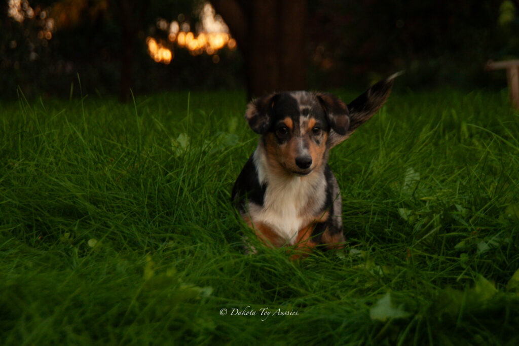 last of the pups 3