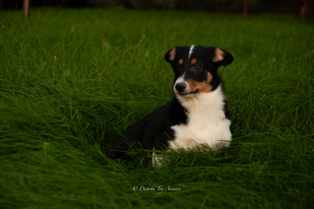 last of the pups 4