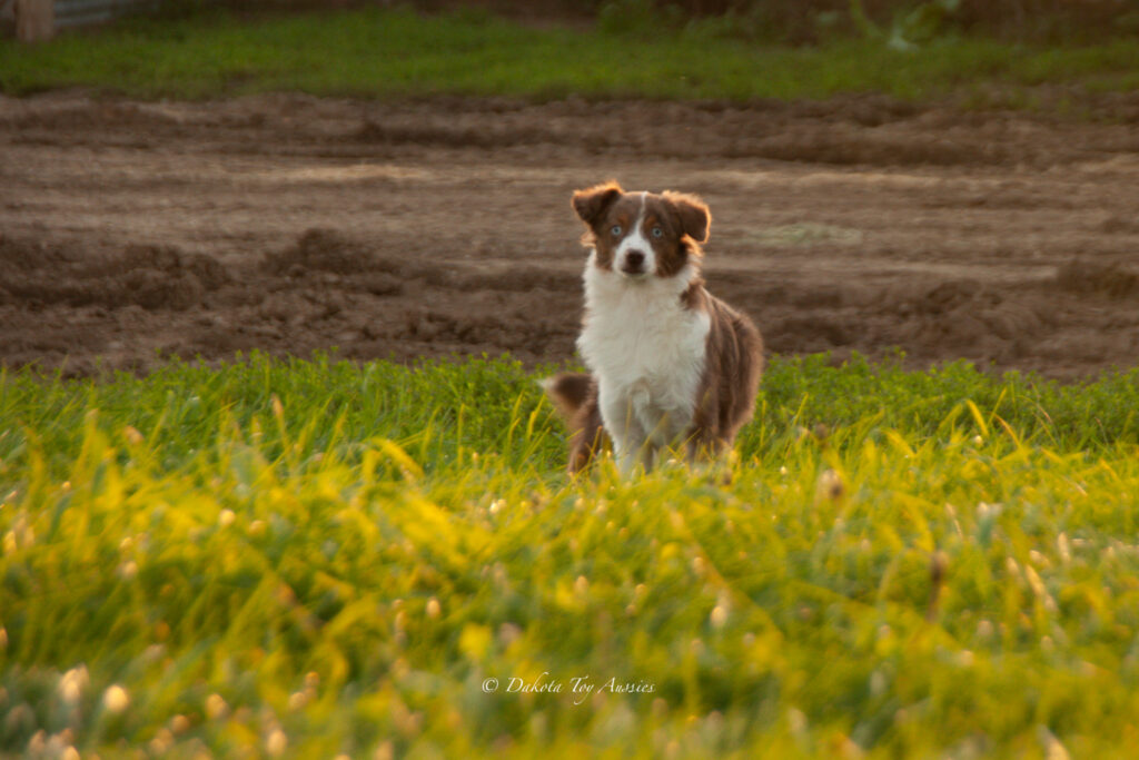 last of the pups 5